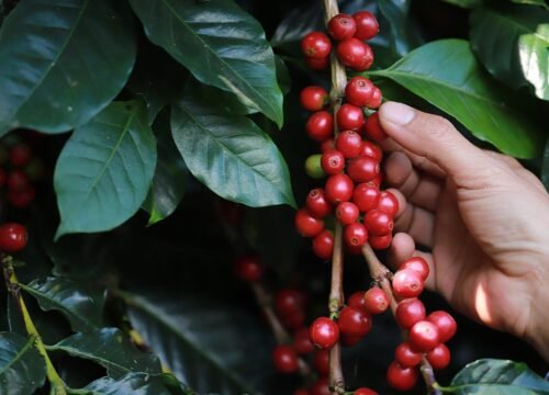 Rio de Janeiro: Tour pelo Vale do Café com Degustação