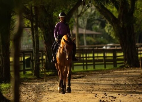 Rio de Janeiro: Excursão pela vida na selva com cachoeira e almoço