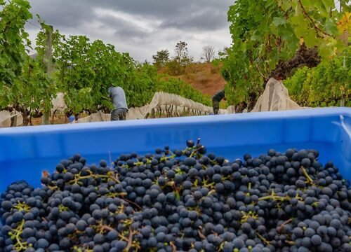 Rio de Janeiro: Visita guiada a vinícolas com degustação de vinhos