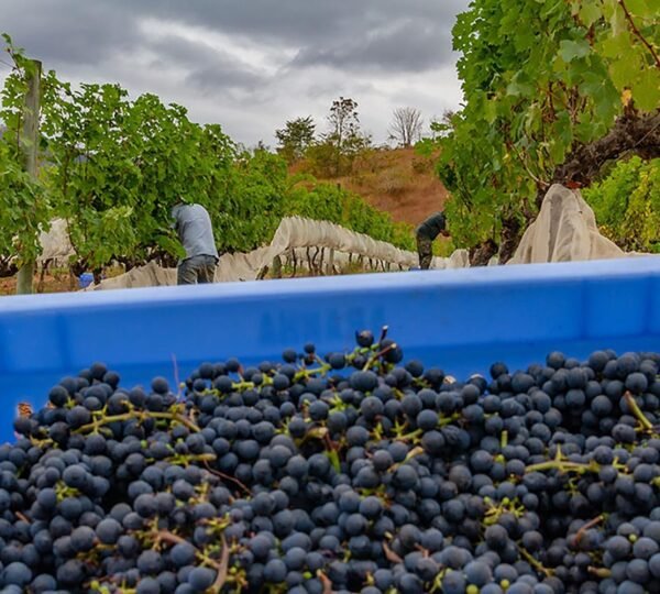 Rio de Janeiro: Visita guiada a vinícolas com degustação de vinhos