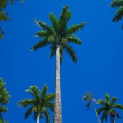 Aleia das palmeiras imperiais do Jardim Botânico do Rio de Janeiro