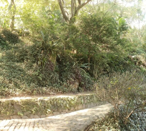 Passeio pela Lagoa Rodrigo de Freitas e Parque da Catacumba, Rio de Janeiro